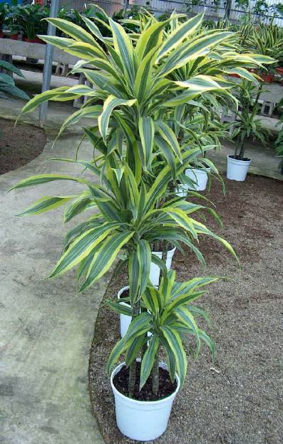 Dracena deremensis